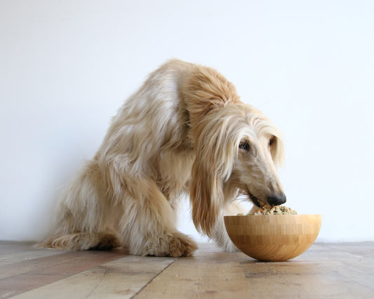 Cushing's Disease Dog Diet: The Best Food for Dogs With Cushing’s Disease