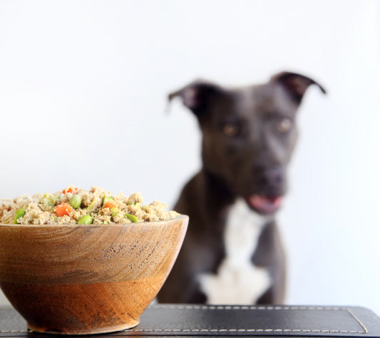 Dog Cancer Diet Recipe: The Best Dog Food for Cancer in Canines