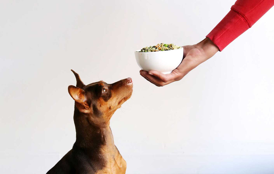 Fresh Food Was the Best Prescription for These Dogs