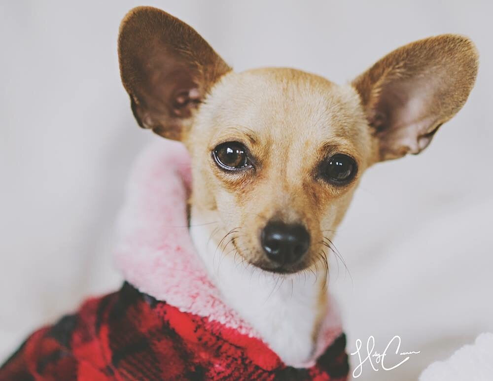 Expedited Shipping Fee