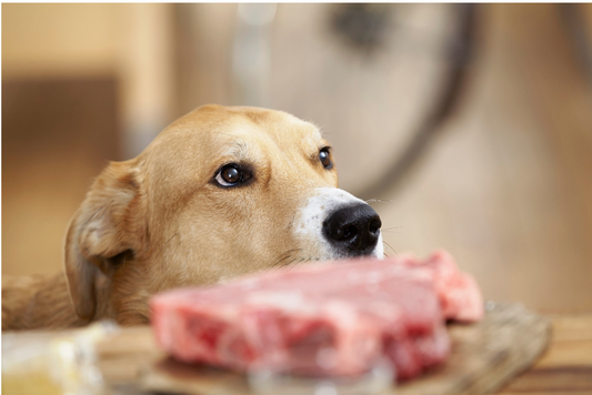 Low Carb Dog Food: Why Healthy Carbs Are Essential