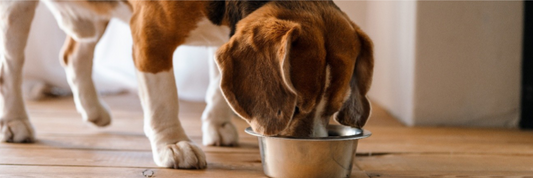 Whole Foods areAnti Inflammatory for Dogs: The Role of Nutrition