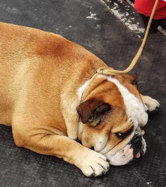 How To Select the Best Dog Food for Overweight Dogs