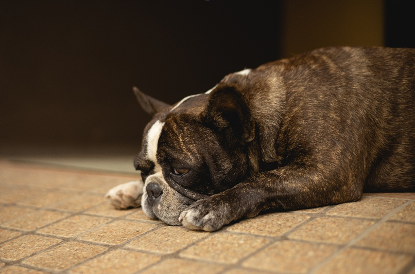 Dog Food for Digestive Problems: Finding A Gentle Diet
