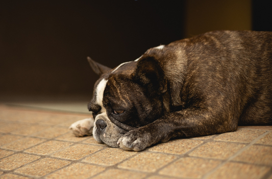 Dog Food for Digestive Problems: Finding A Gentle Diet