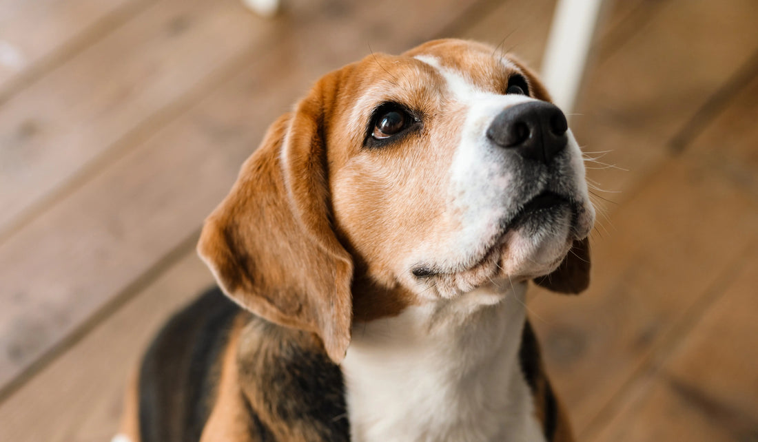 DIY Dog Food: The Importance of a Dog Food Vitamin and Mineral Supplement to balance home cooking