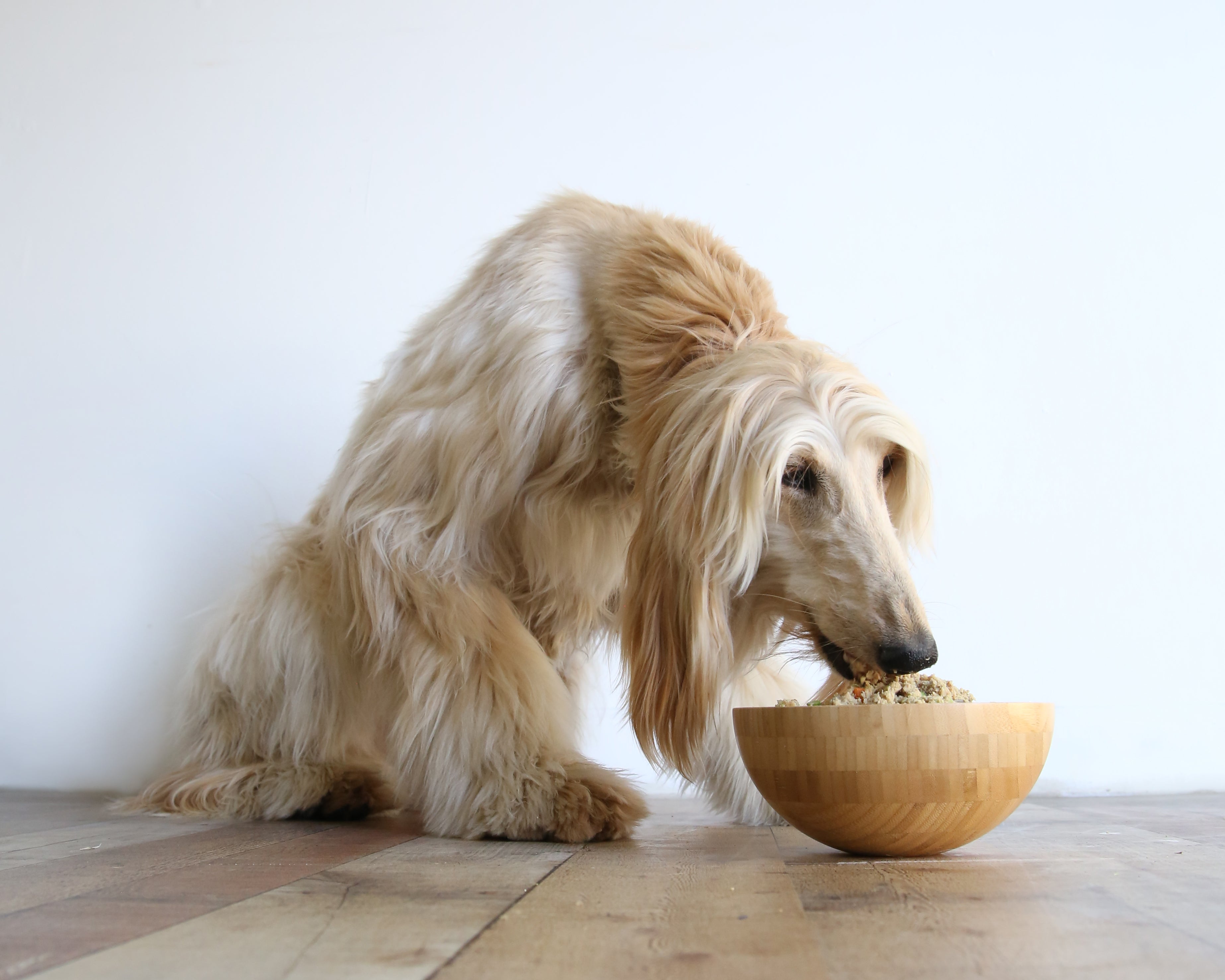 Cushing's Disease Dog Diet: The Best Food for Dogs With Cushing’s Disease