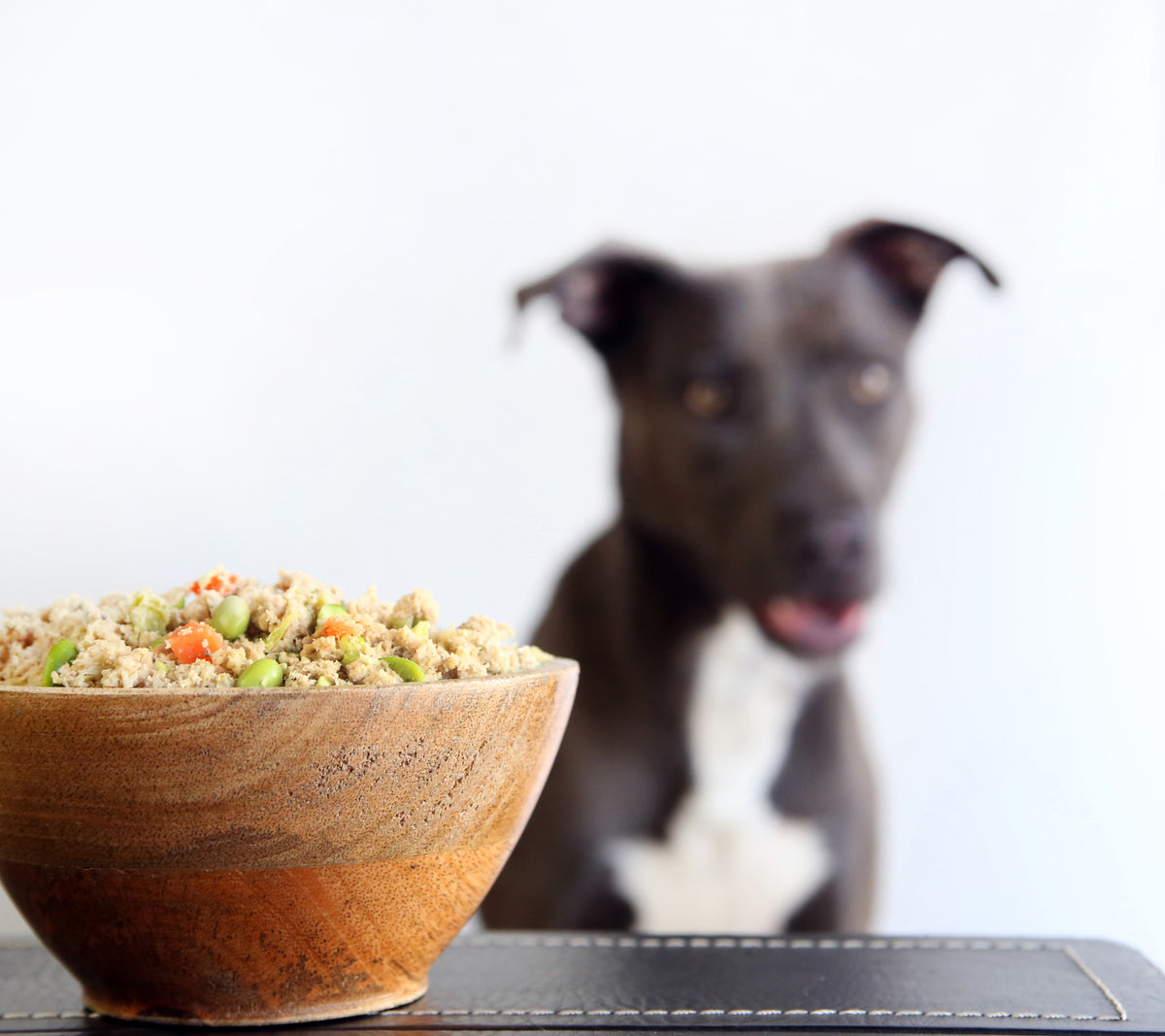 The Best Dog Food for Cancer in Canines - Chi Dog