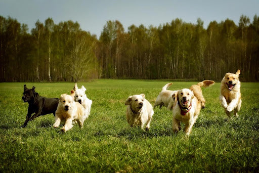 Low Sodium Dog Food: Why It Matters For Your Dog
