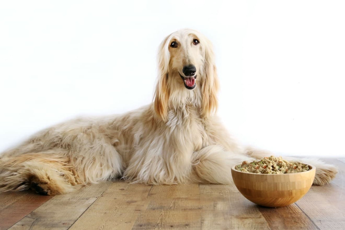 Low Phosphorus Dog Food: How It Supports Kidney Health