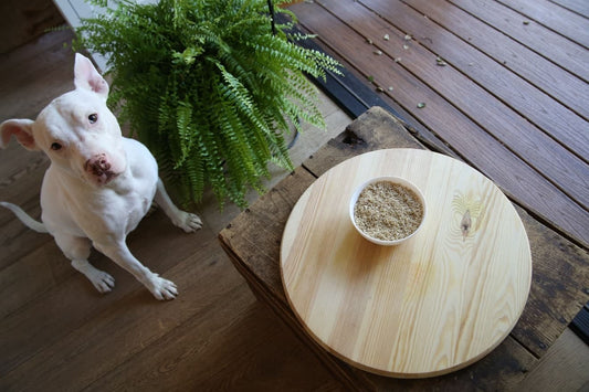 Anti Inflammatory Foods For Dogs: What You Need To Know