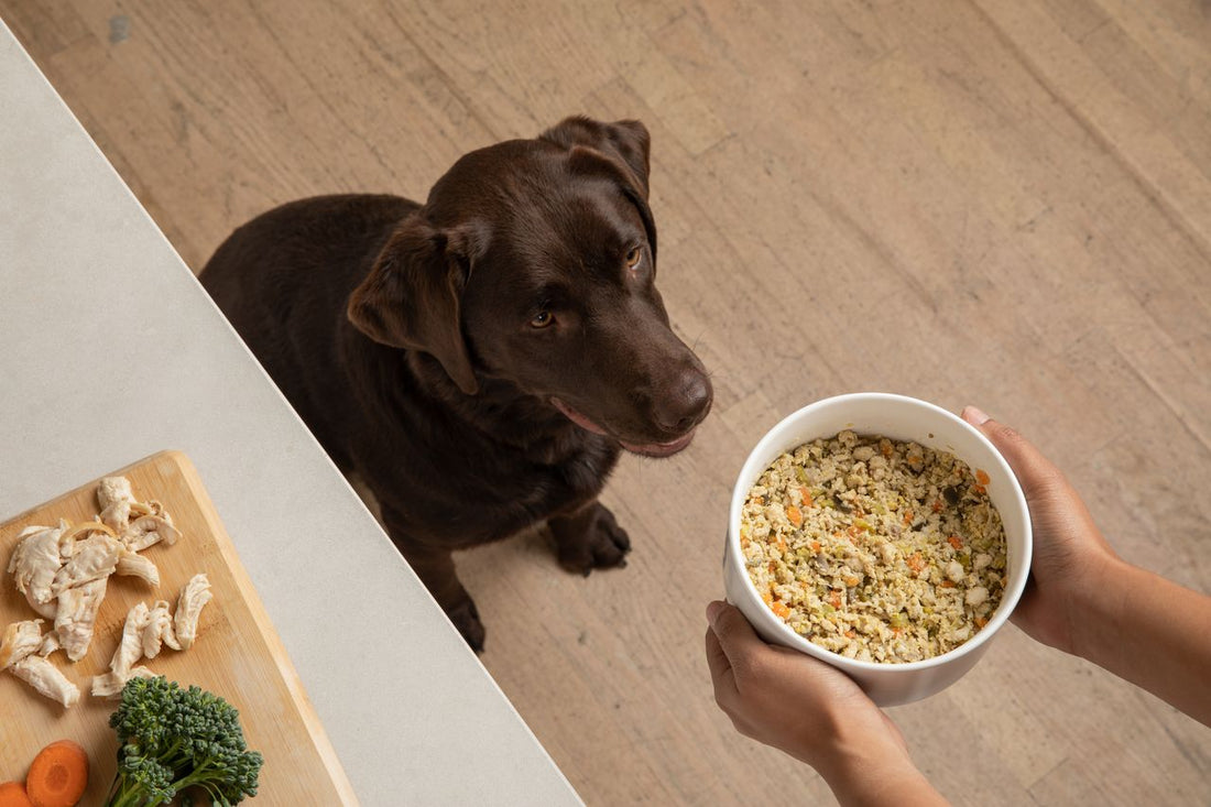 Chi Dog: Holistic & Delicious Dog Food For Picky Eaters
