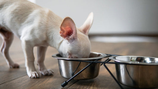 Dog Kidney Diet: Why Hydration & Ingredient Quality Matter