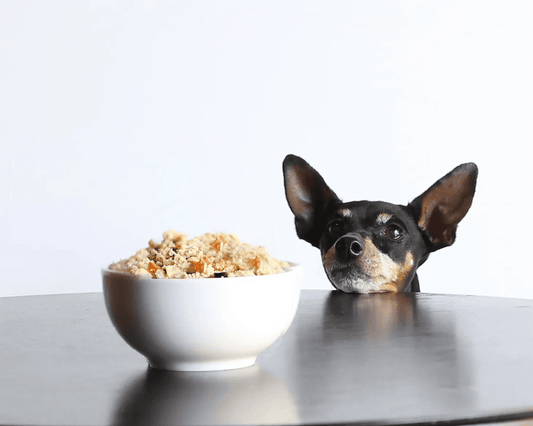 Low Carb Dog Food: A Gentle Diet to Decrease Inflammation