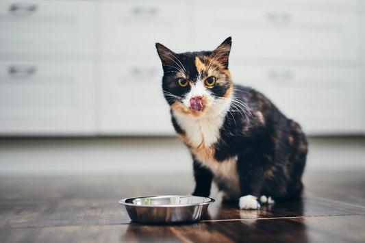 Chi Cat: Holistic Vet-Developed Fresh Cat Food