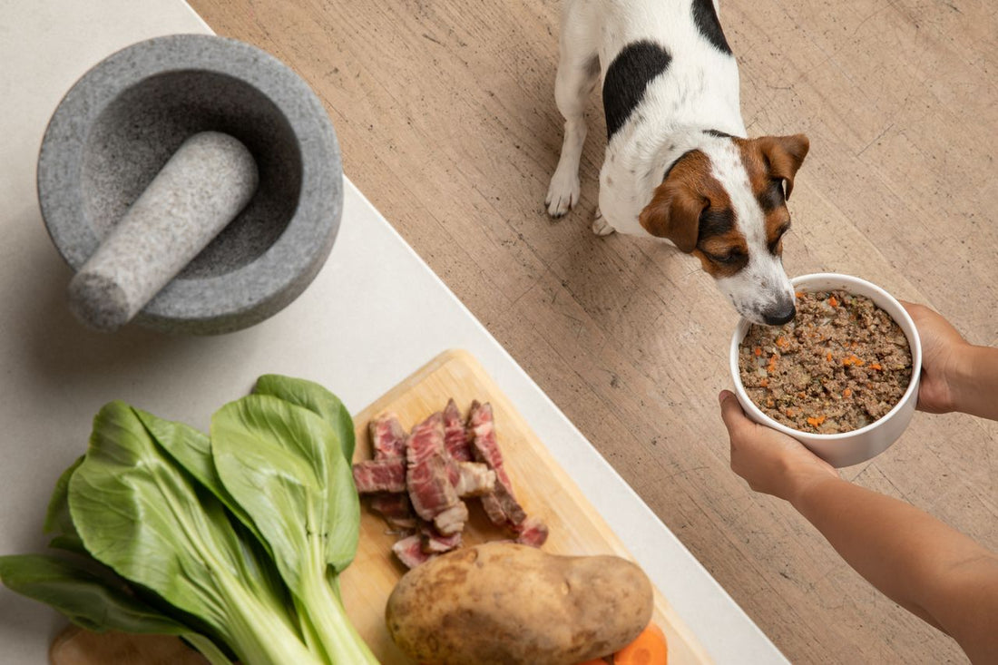 Fresh Dog Food: Why Dogs & Dog Parents Love This Option