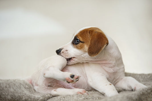 Sensitive Skin Dog Food: What You Need to Know