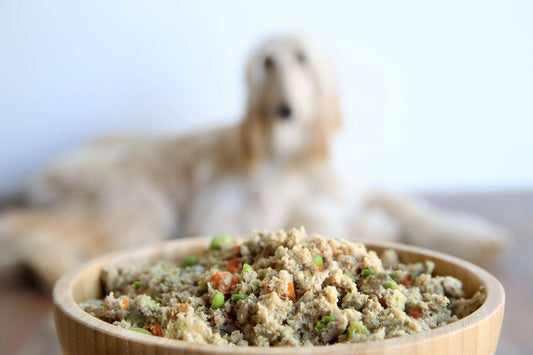 Holistic Dog Food: What to Look for Before You Buy