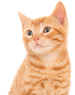 desktop-img