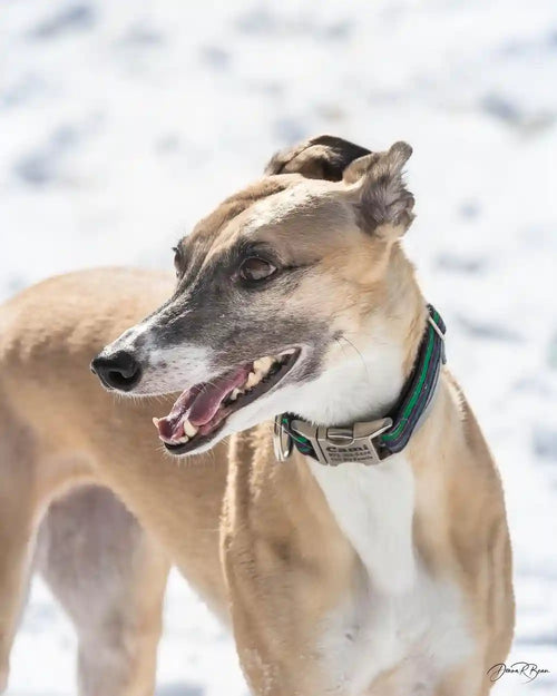 Customer Dog Picture