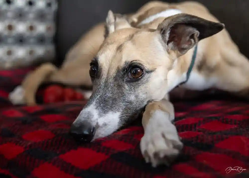 Customer Dog Picture