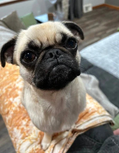 Customer Dog Picture