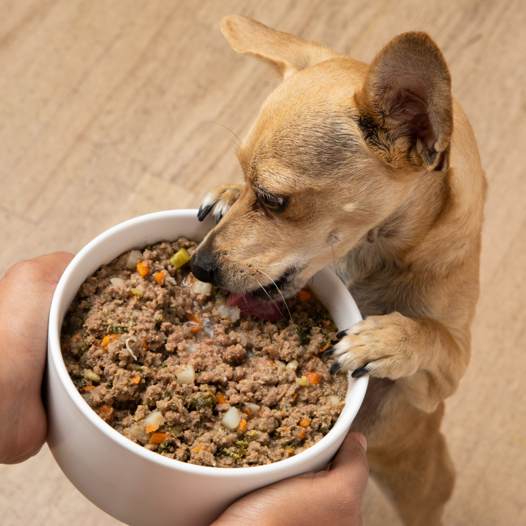 Fresh Dog Food Delivery - Dog Standards Human-Grade Dog Food