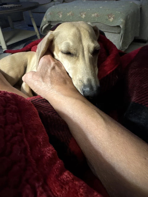 Customer Dog Picture