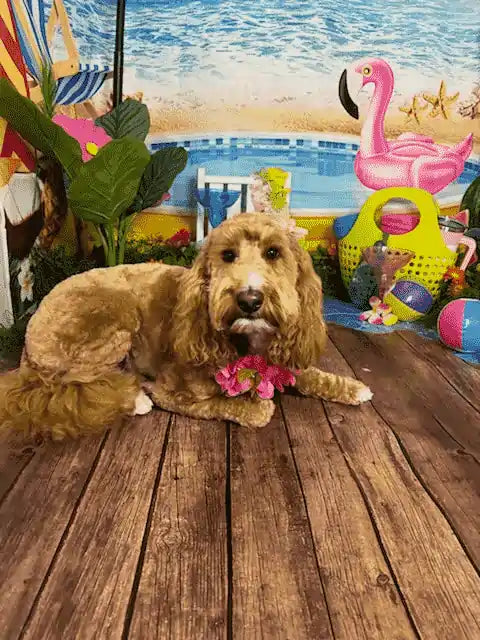 Customer Dog Picture