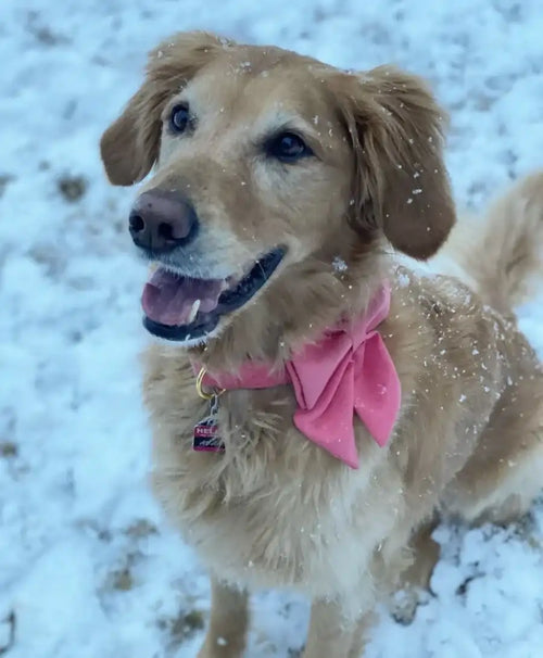 Customer Dog Picture