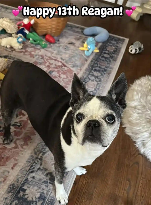 Customer Dog Picture