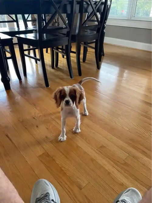 Customer Dog Picture
