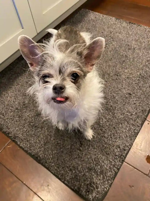 Customer Dog Picture