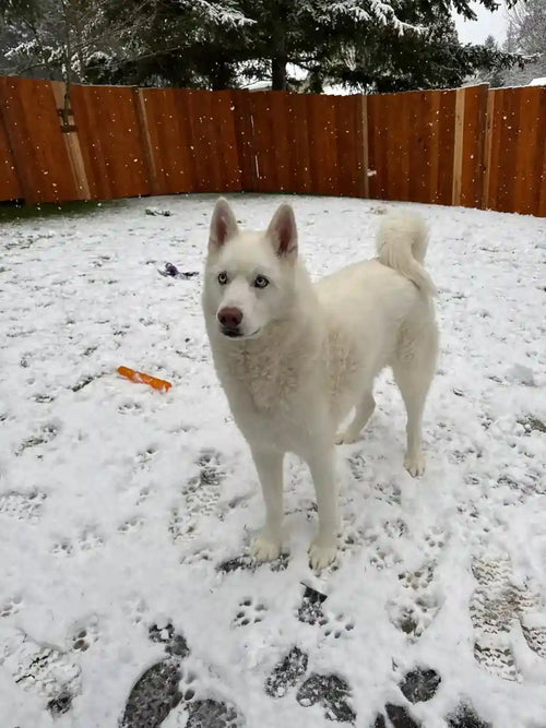 Customer Dog Picture