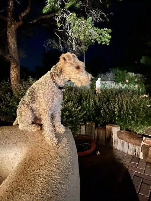 Customer Dog Picture