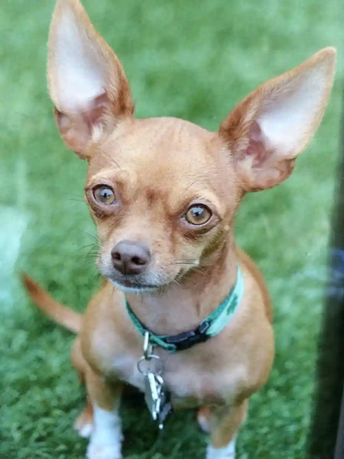 Customer Dog Picture