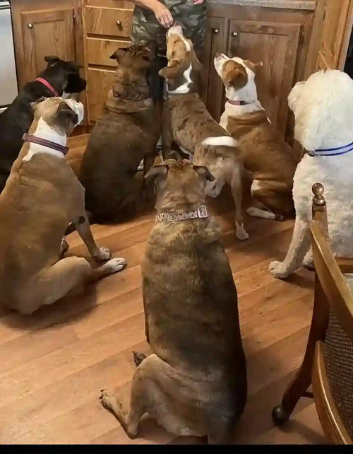 Customer Dog Picture