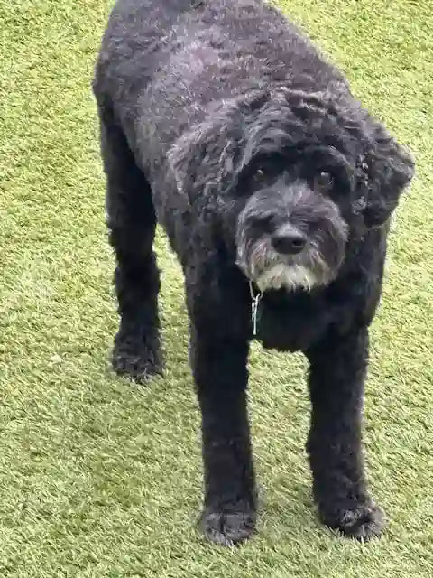 Customer Dog Picture