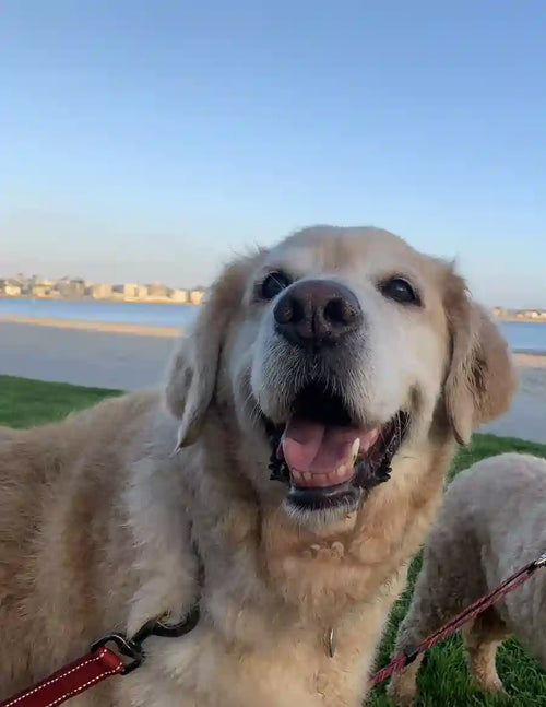 Customer Dog Picture
