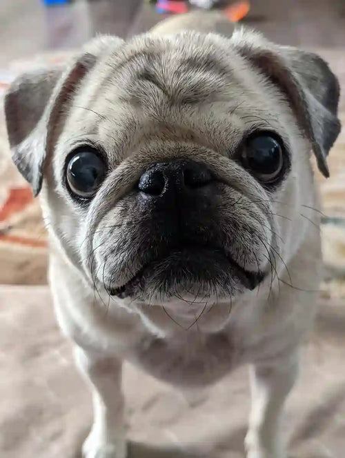Customer Dog Picture