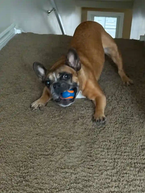 Customer Dog Picture