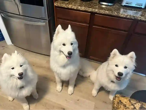 Customer Dog Picture
