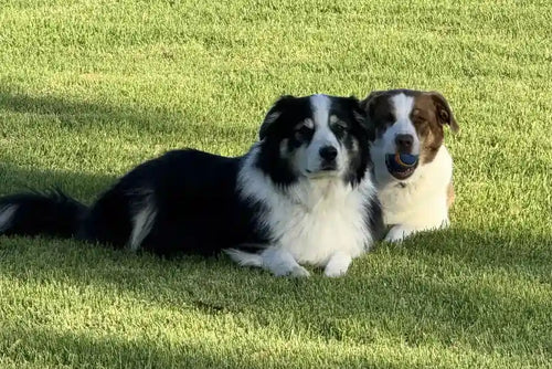 Customer Dog Picture