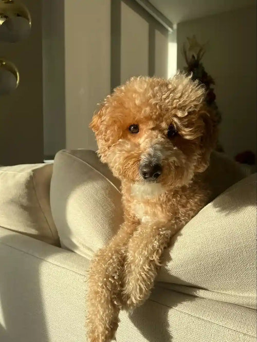 Customer Dog Picture
