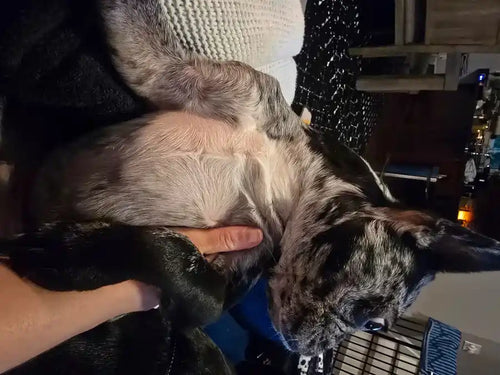 Customer Dog Picture
