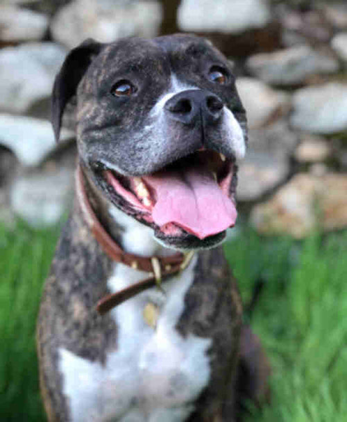 Customer Dog Picture