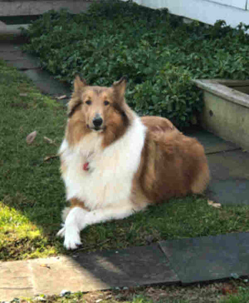 Customer Dog Picture