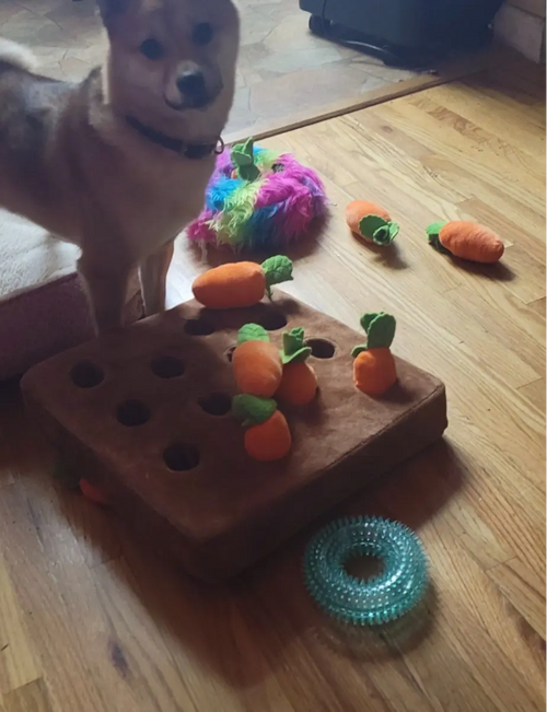 Customer Dog Picture