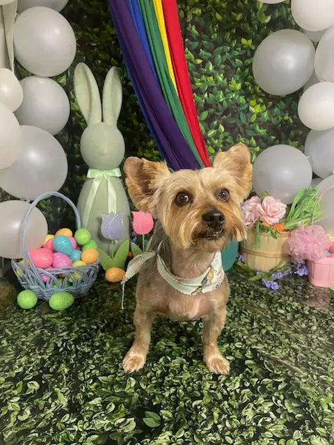 Customer Dog Picture