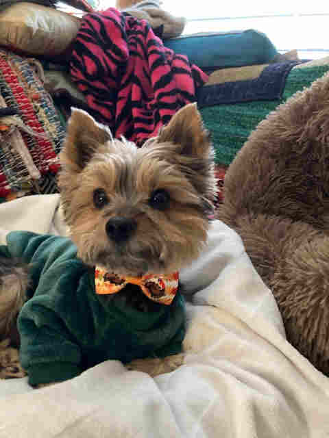 Customer Dog Picture